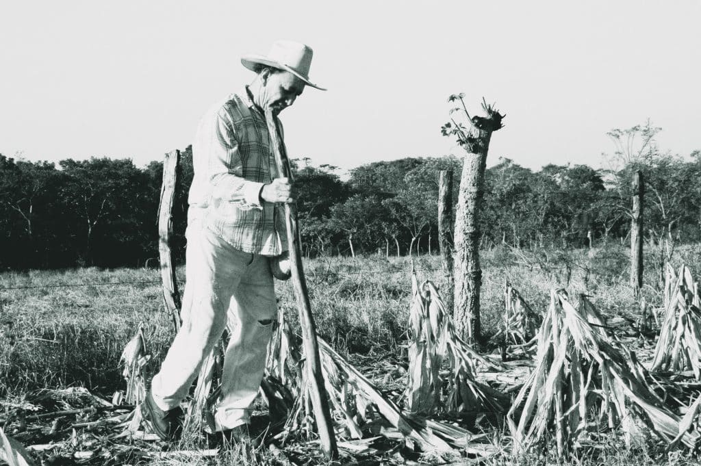Campesino cosechando maíz