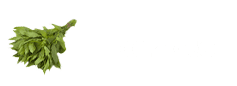 Epazote 1